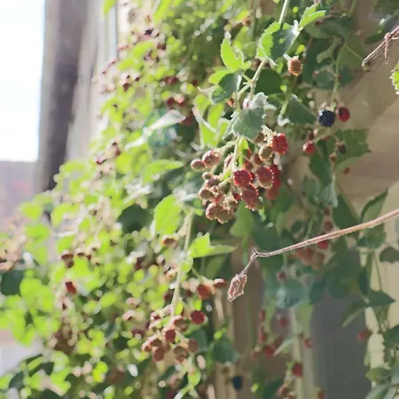 Wachsmuts Gemuetliche Bleibe Mir Alter Wandmalerei Апартаменты Mugeln